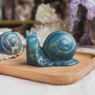 Blue Onyx Snail