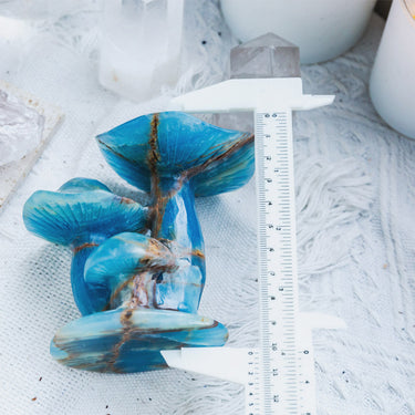 Blue Onyx Mushroom